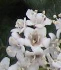 Vartotojo avataras